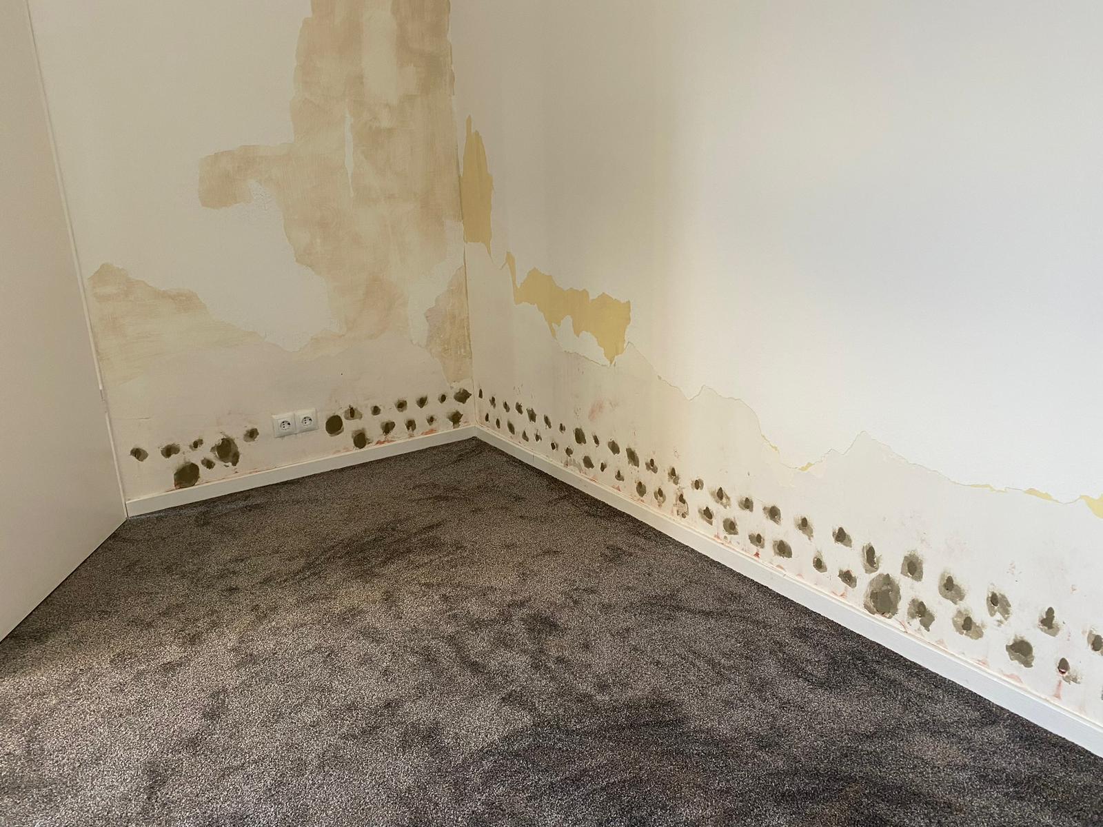 Massiver Schimmelbefall