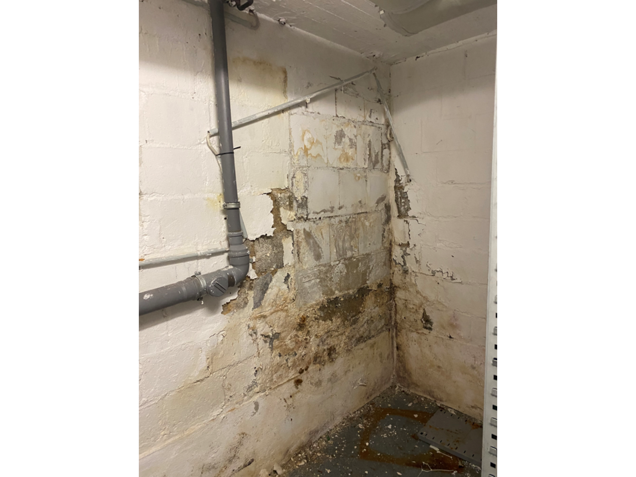 Schimmelbeseitigung in Viersen