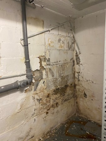 Schimmelbeseitigung in Viersen